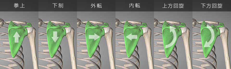 肩甲骨の6つの動き