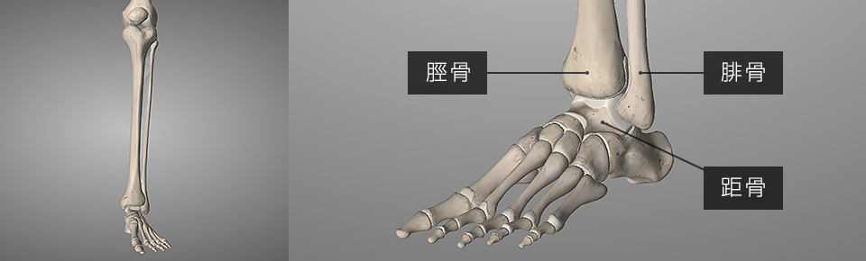 足首の動きに重要な骨「脛骨・腓骨・距骨」