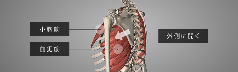 テニスボールで肩甲骨を動かしやすくして肩をスッキリさせよう