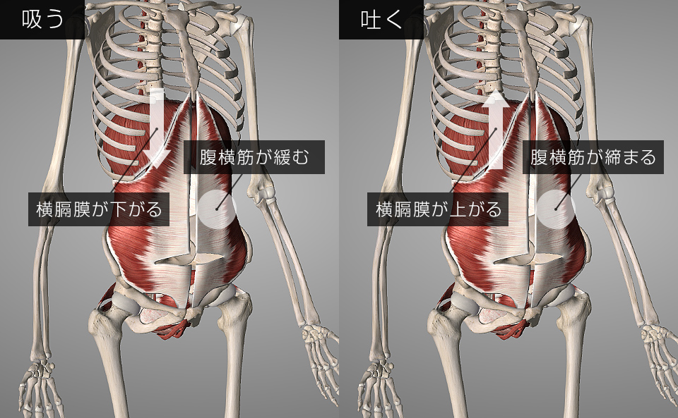 インナーユニットとは？役割や効果的なトレーニング方法を紹介！