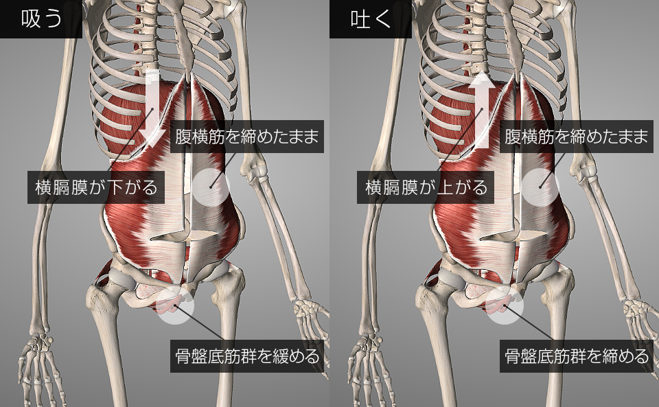 呼吸時の横隔膜・腹横筋・骨盤底筋群の動き