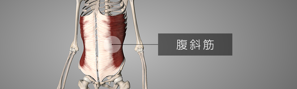 腹斜筋