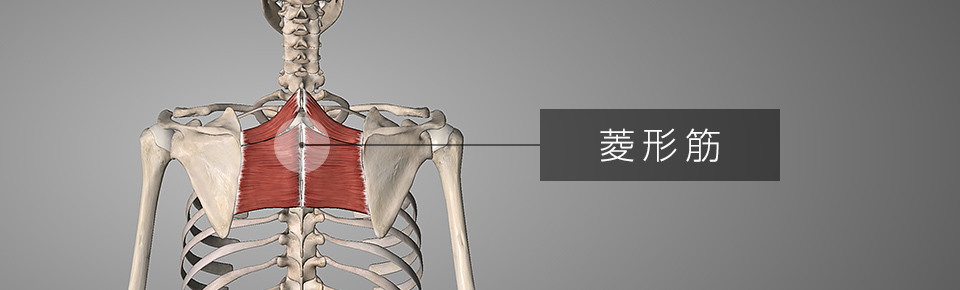 菱形筋の筋トレ方法を2種目紹介
