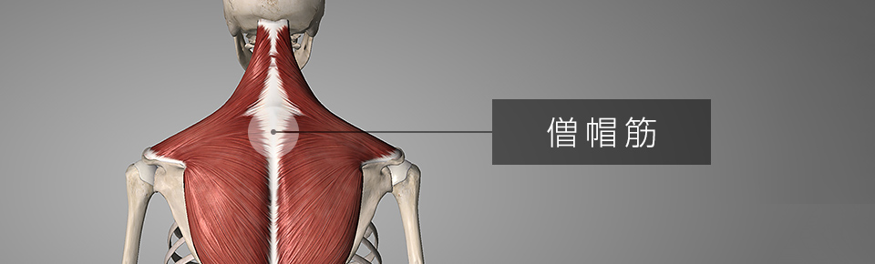 僧帽筋の筋トレ方法を2種目紹介