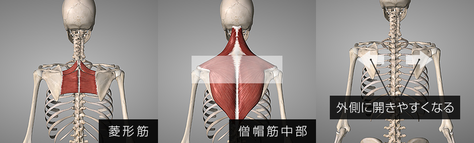 菱形筋と僧帽筋中部が衰えると肩甲骨が外側に開きやすくなる