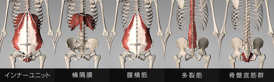 インナーユニットとは「横隔膜・腹横筋・多裂筋・骨盤底筋群」