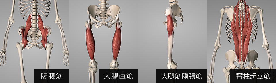 腸腰筋・大腿直筋・大腿筋膜張筋・脊柱起立筋