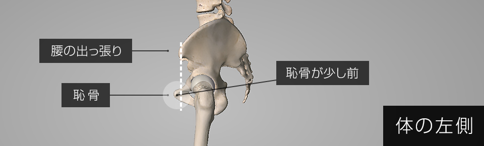 骨盤後傾の確認方法「恥骨と腰骨の位置で確認」