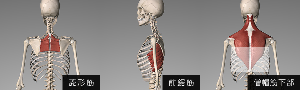 菱形筋・前鋸筋・僧帽筋が衰えると肩甲骨が外側に開く・肩甲骨が前に倒れる傾向にある