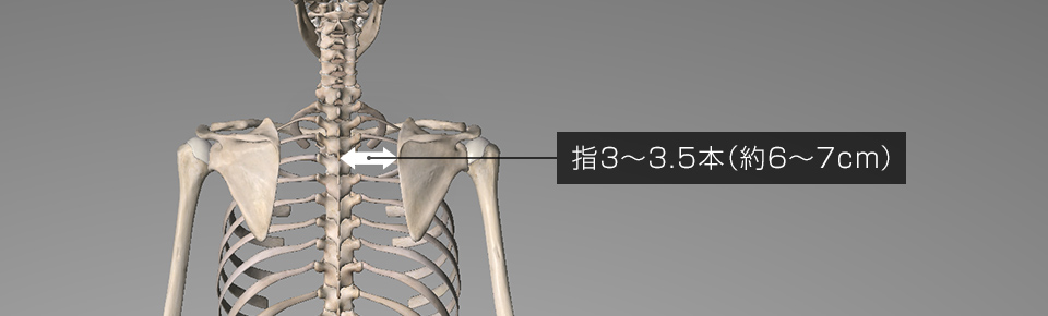 正しい肩甲骨の位置は、背骨と肩甲骨の間が「指3〜3.5本の距離」